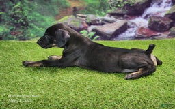 Catahoula Leopard Dog dogs for sale: Jesse 2025 Male 2 - Image 8