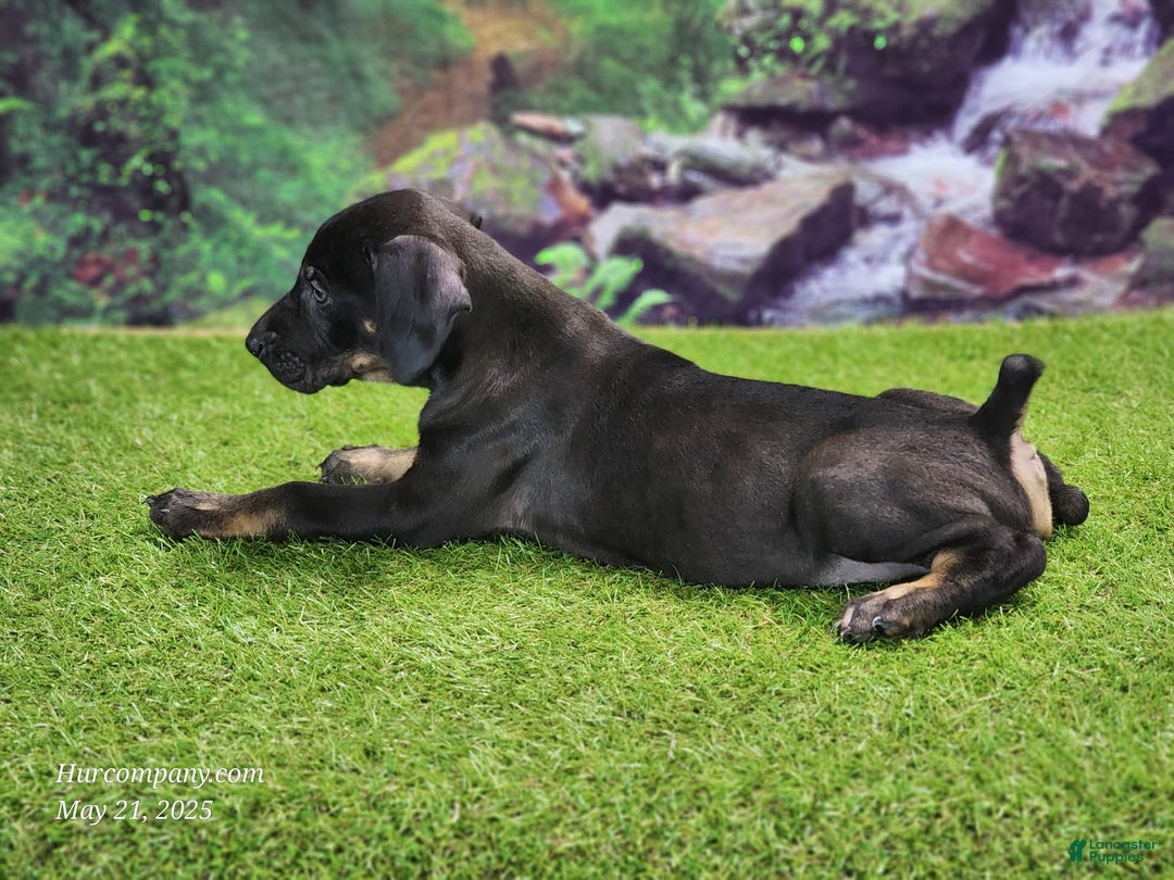 Catahoula Leopard Dog dogs for sale: Jesse 2025 Male 2 - Image 8