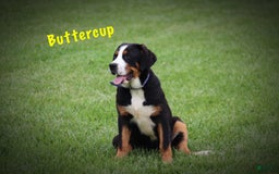 Greater Swiss Mountain Dog dogs for sale: Buttercup - Image 8