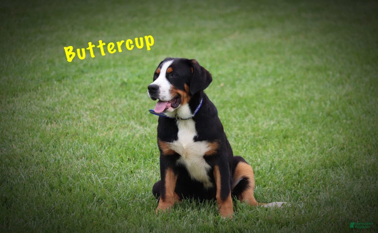 Greater Swiss Mountain Dog dogs for sale - Ad 3