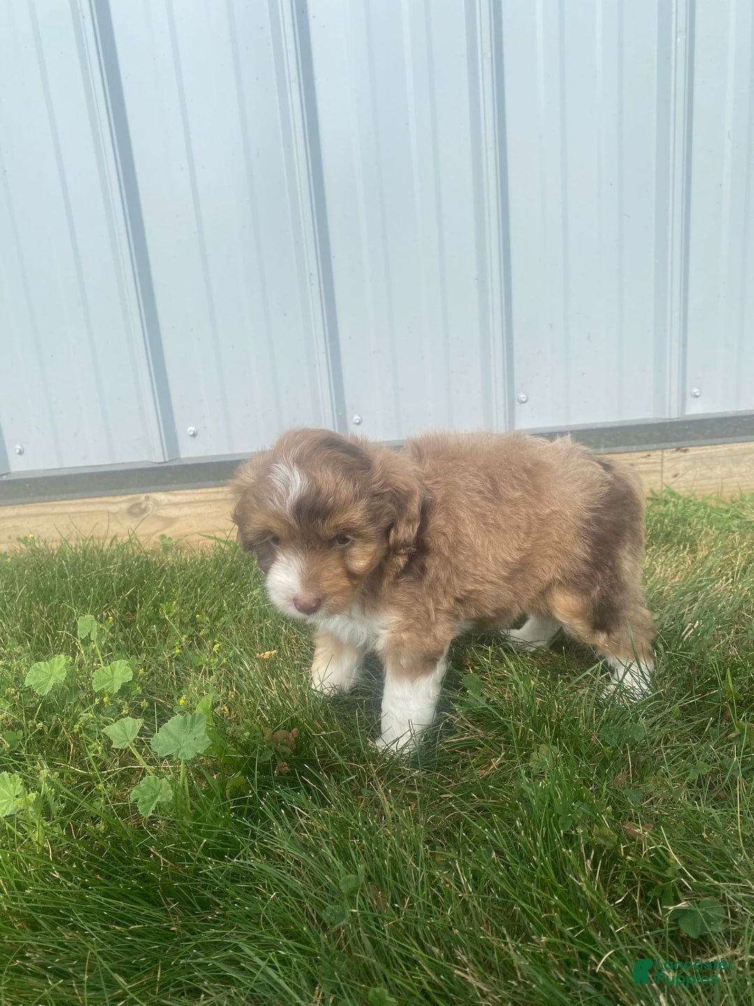 Mini Aussiedoodle dogs for sale: Bandit - Image 11