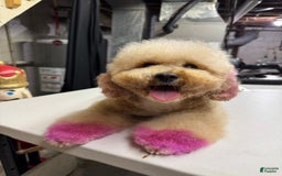 Toy Poodle dogs for sale: Dream - Image 13
