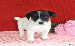 Jack Russell Terrier dogs for sale: Rascal - Image 2