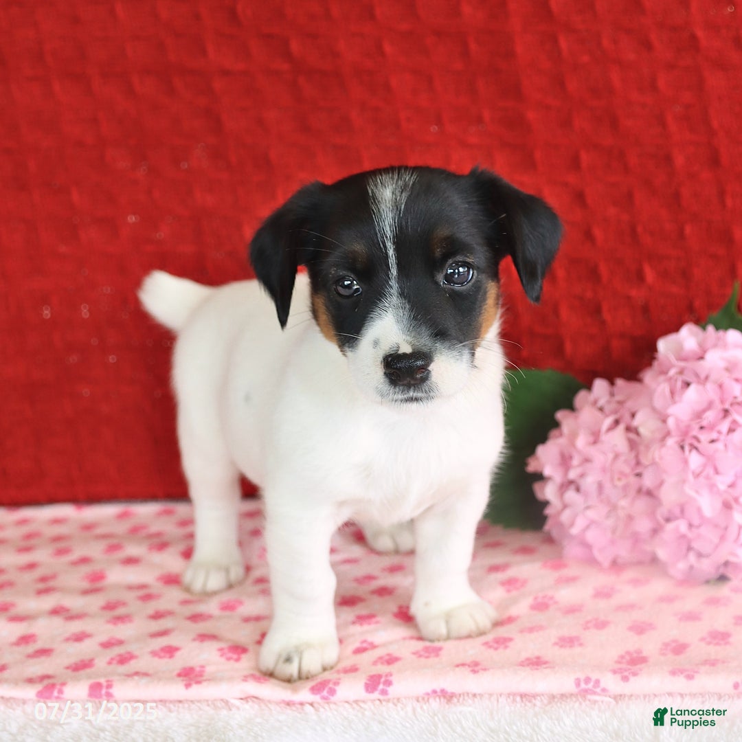 Jack Russell Terrier dogs for sale: Rascal - Image 2