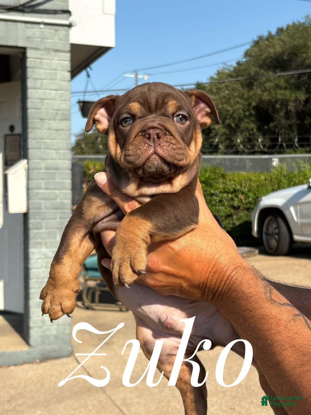 English Bulldog dogs for sale: Zuko - Image 1