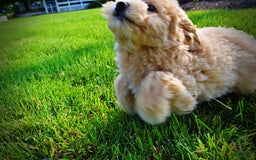 Havapoo dogs for sale: Wags - Image 31