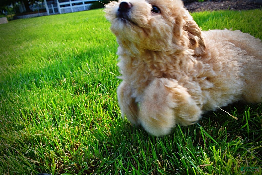 Havapoo dogs for sale: Wags - Image 31