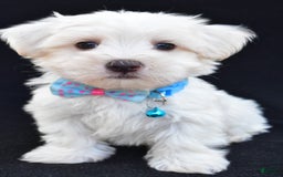 Maltese dogs for sale: Ashton - Image 3
