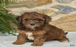 Mini Aussiedoodle dogs for sale: Ruger - Image 3