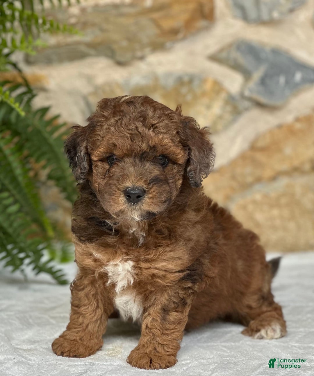 Mini Aussiedoodle dogs for sale: Ruger - Image 3