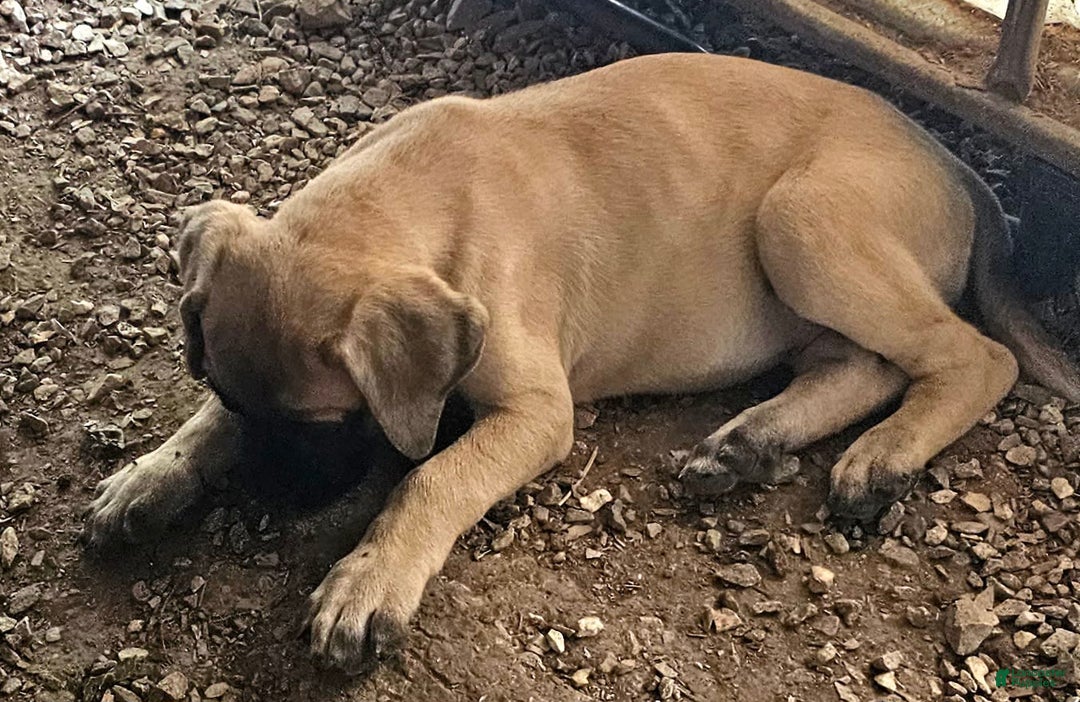 English Mastiff dogs for sale: Feebee - Image 3