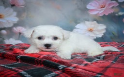Bichon Frise dogs for sale: Jesse - Image 10
