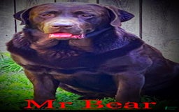 Labrador Retriever dogs for stud: Mr Bear - Image 4