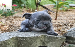Frenchton dogs for sale: Twinkleberry - Image 6
