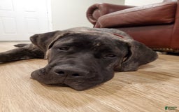 South African Boerboels dogs for sale: Bella - Image 7