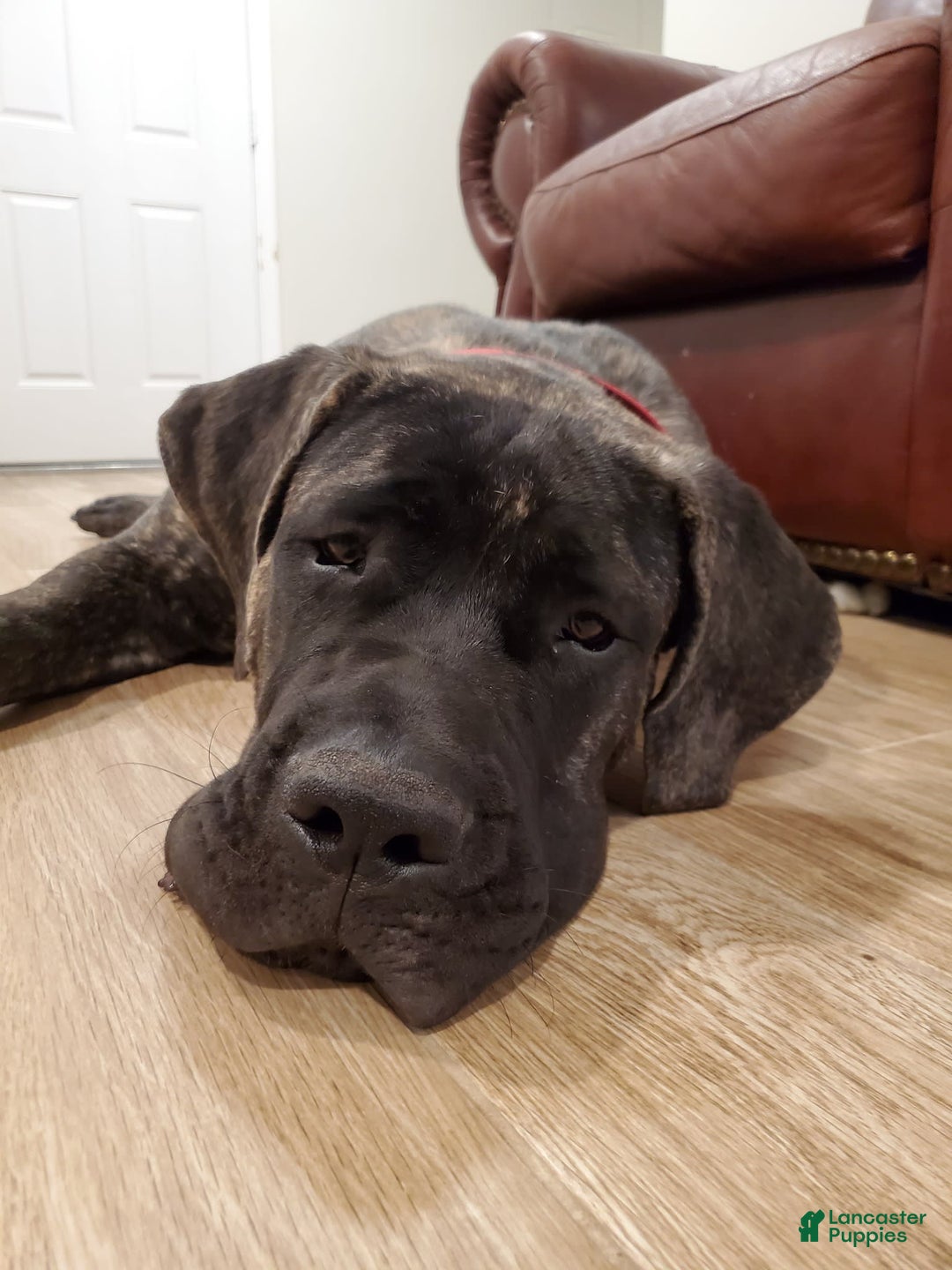 South African Boerboels dogs for sale: Bella - Image 7