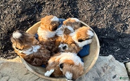 Shih Tzu dogs for sale: Apollo - Image 7