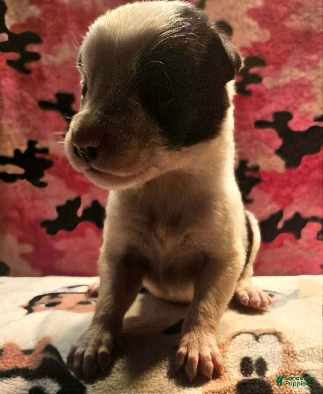 Border Collie dogs for sale: Justi - Image 26
