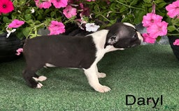 Boston Terrier dogs for sale: Daryl - Image 3
