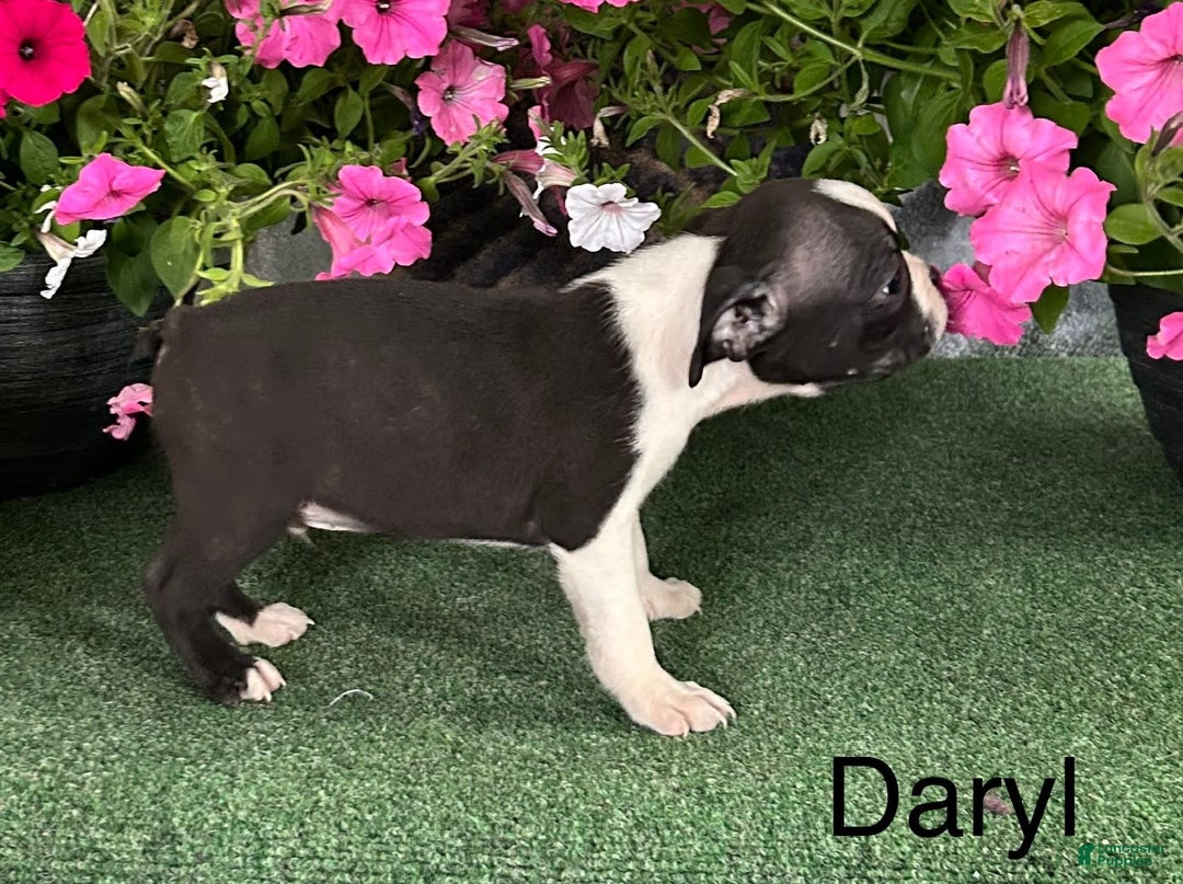 Boston Terrier dogs for sale: Daryl - Image 3