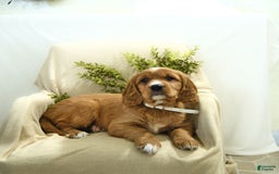Miniature Golden Retriever dogs for sale: Bubbles - Image 3