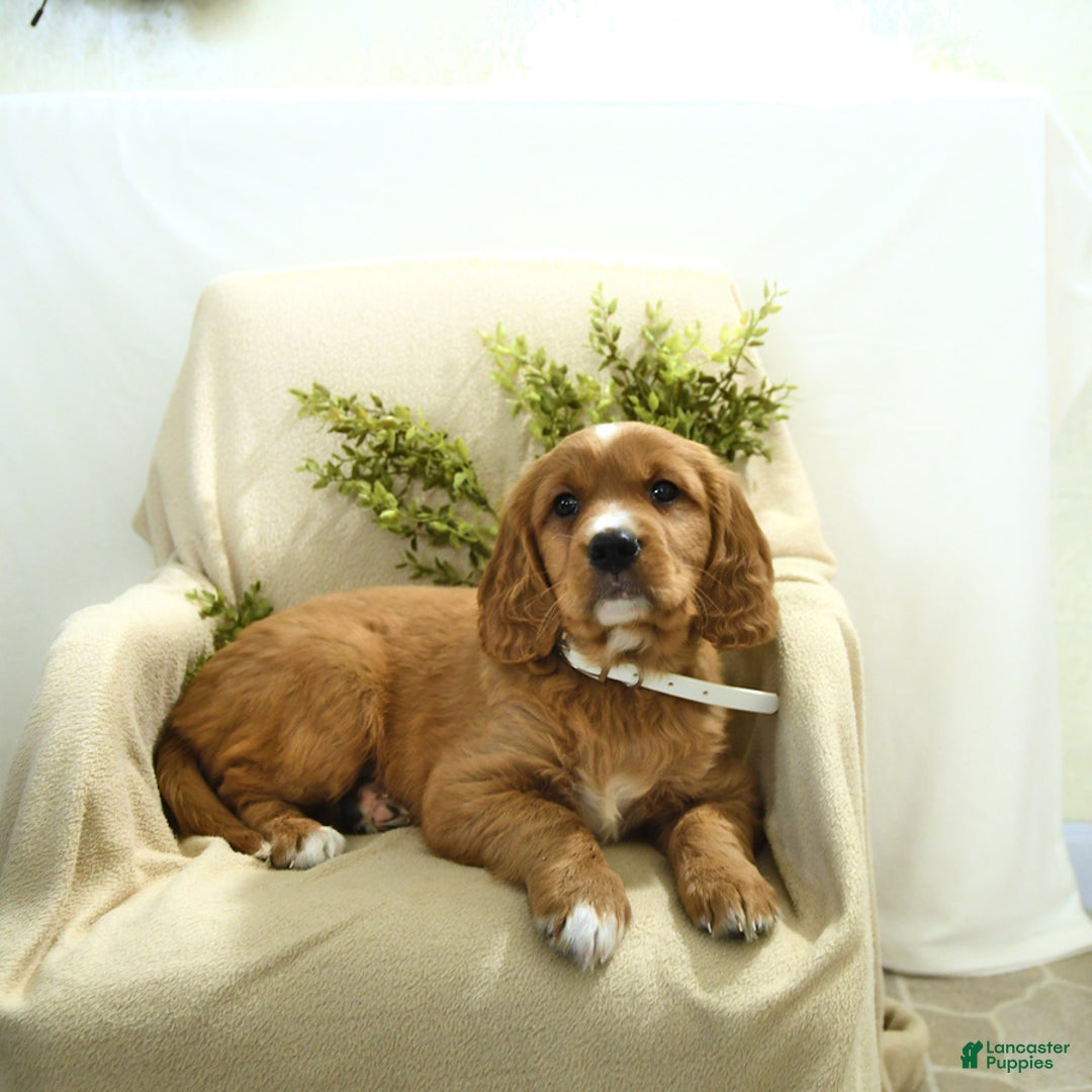 Miniature Golden Retriever dogs for sale: Bubbles - Image 3