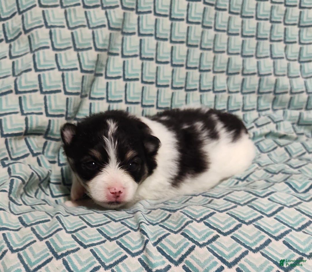 Pomeranian dogs for sale: Lilly Pad - Image 8
