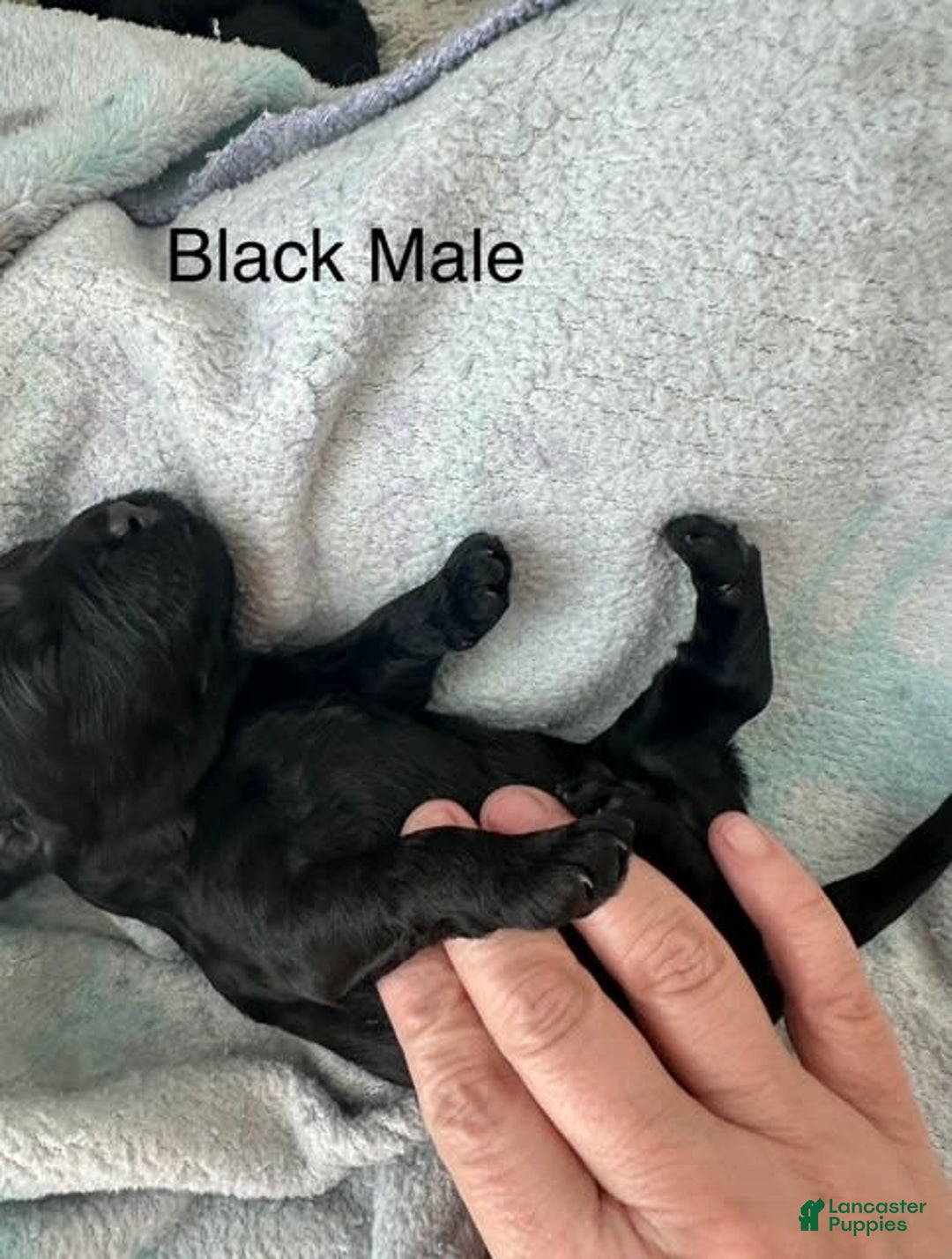 Mini Goldendoodle dogs for sale: Males Litter 2 - Image 26
