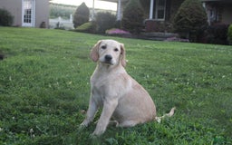 Labrador Retriever dogs for sale: Emerald - Image 1