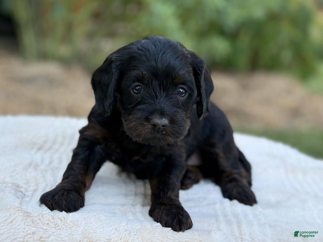 Cavapoo dogs for sale: Luna - Image 7