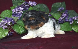 Yorkshire Terrier dogs for sale: Tiger - Image 1