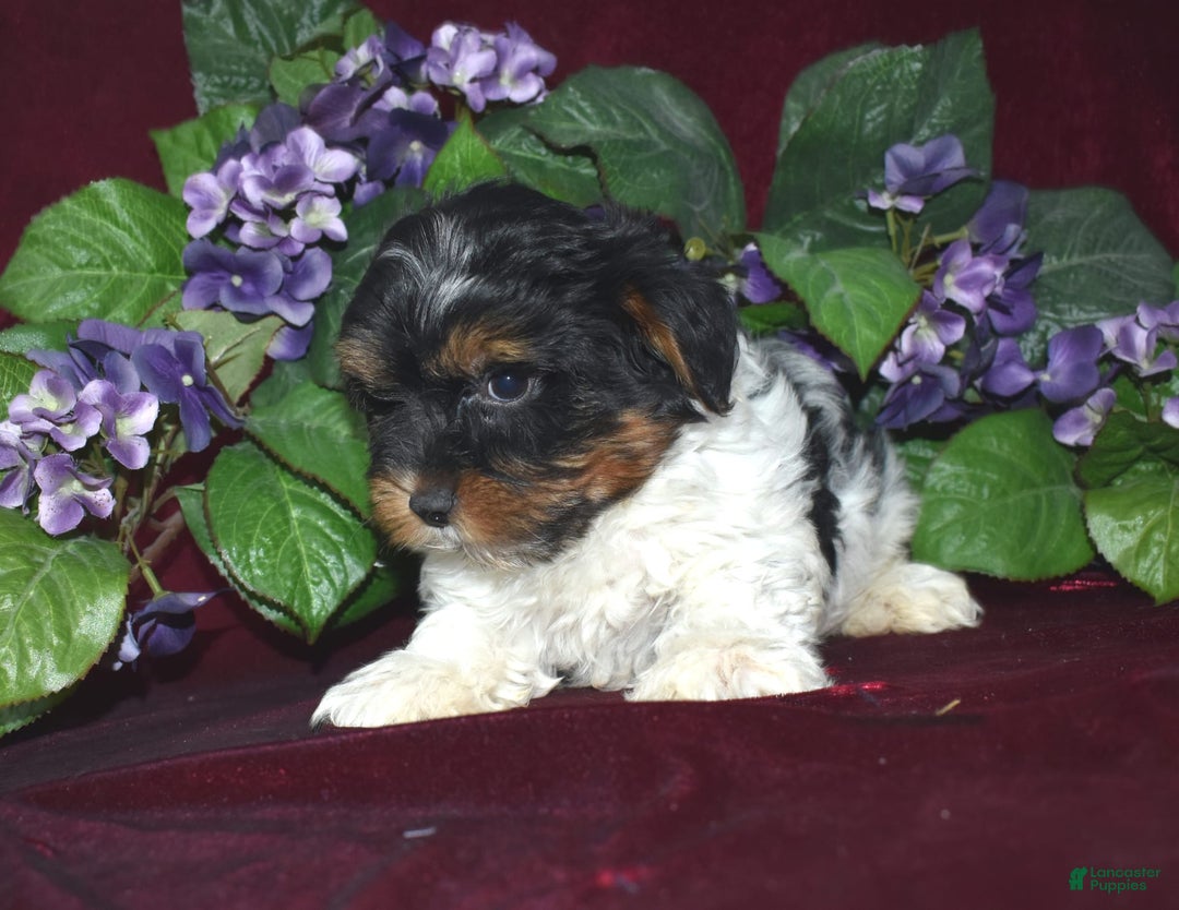 Yorkshire Terrier dogs for sale: Tiger - Image 1