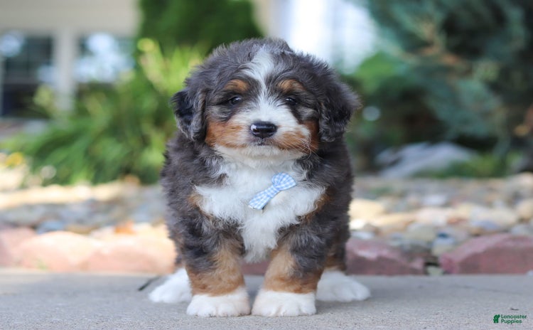 Mini Bernedoodle dogs for sale - Ad 3