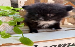 Pomeranian dogs for sale: Fluffy - Image 6