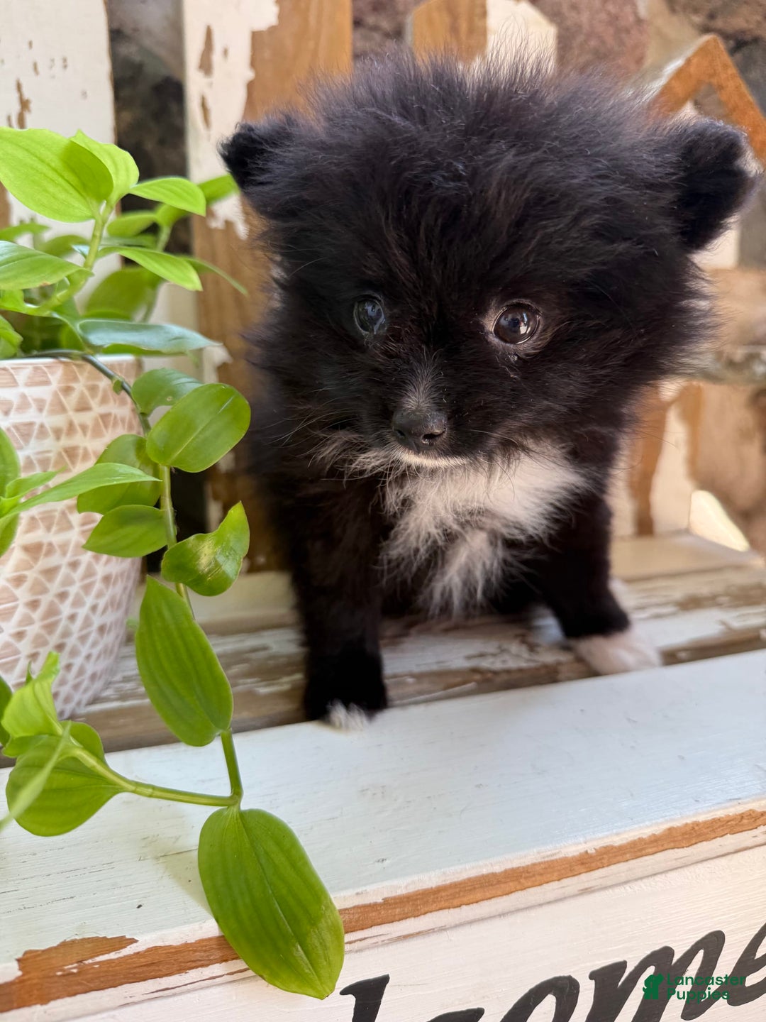 Pomeranian dogs for sale: Fluffy - Image 6