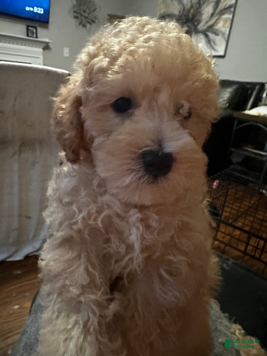 Maltipoo dogs for sale: Luke - Image 1