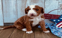 Mini Goldendoodle dogs for sale: Melanie Mini F1b - Image 5