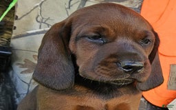 Redbone Coonhound dogs for sale: Roxy - Image 5