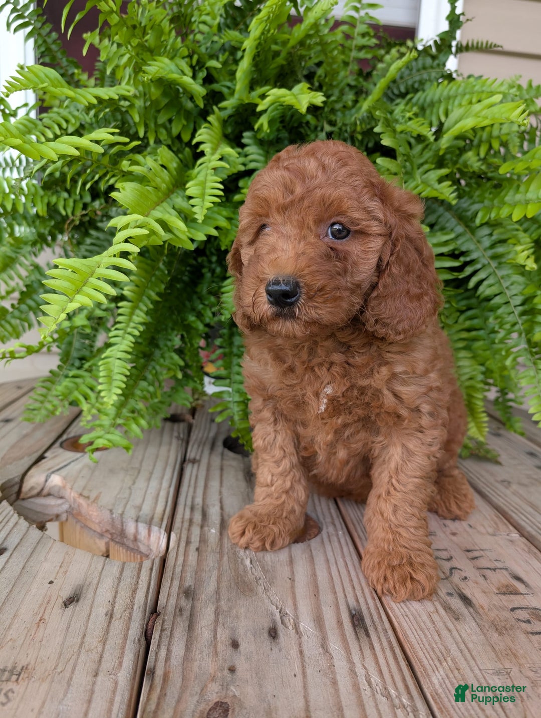 Mini Goldendoodle dogs for sale: Mini -kobe - Image 39