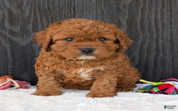 Cavapoo dogs for sale: Remi - Image 35