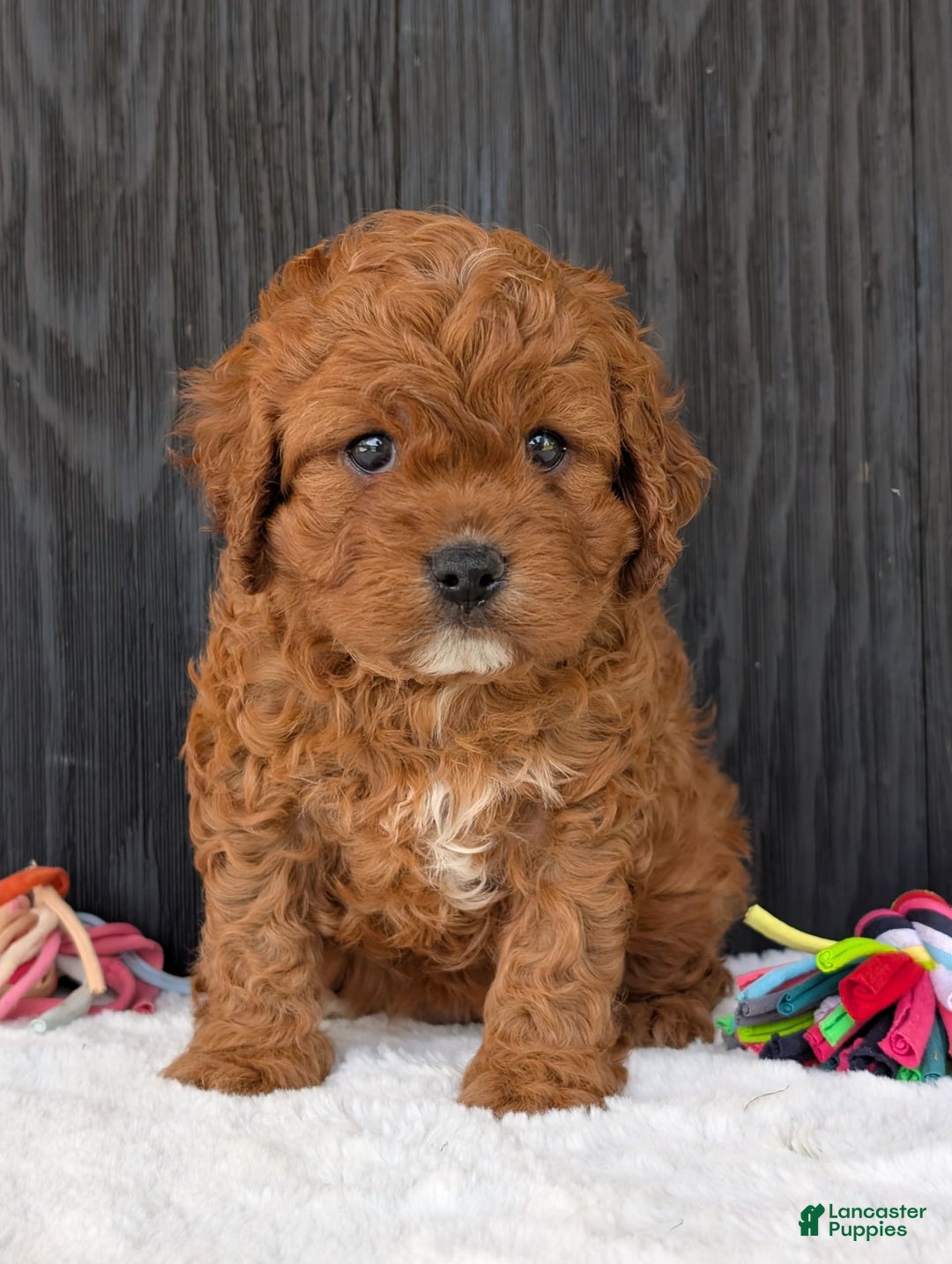 Cavapoo dogs for sale: Remi - Image 35