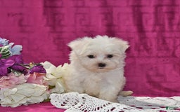 Maltese dogs for sale: Jasper - Image 3