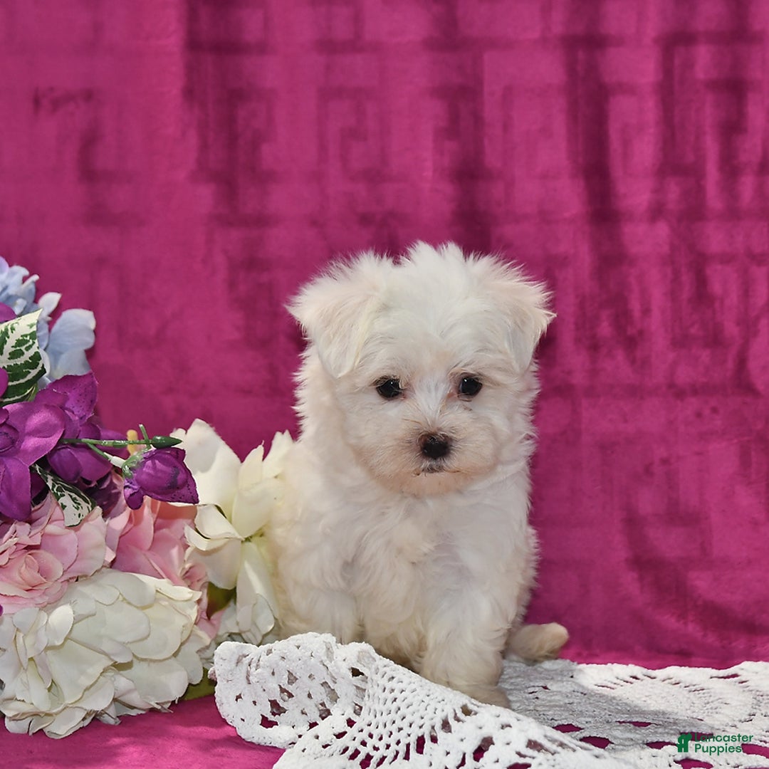 Maltese dogs for sale: Jasper - Image 3