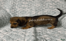Dachshund dogs for sale: Shaded Cream Male - Image 22