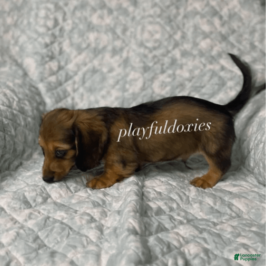 Dachshund dogs for sale: Shaded Cream Male - Image 22