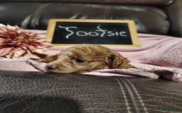 Mini Goldendoodle dogs for sale: Tootsie - Image 1