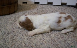 Cavapoo dogs for sale: Penny - Image 8