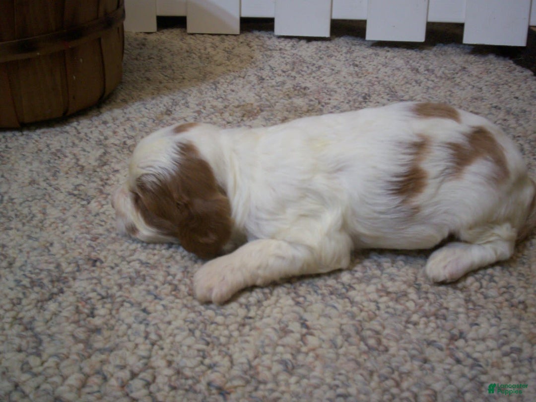 Cavapoo dogs for sale: Penny - Image 8