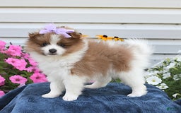Pomeranian dogs for sale: Tulip - Image 3