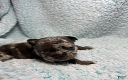 French Bulldog dogs for sale: Harley - Image 14